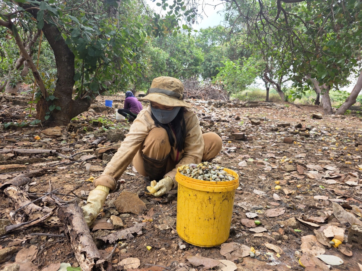 Giá hạt điều tăng nhưng nông dân Gia Lai chưa hưởng lợi vì mất mùa
